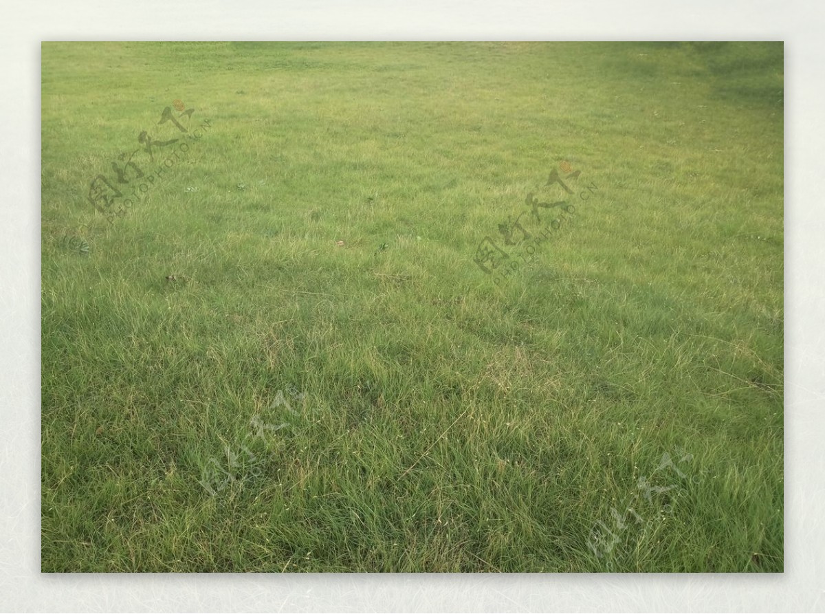 绿色人工草地