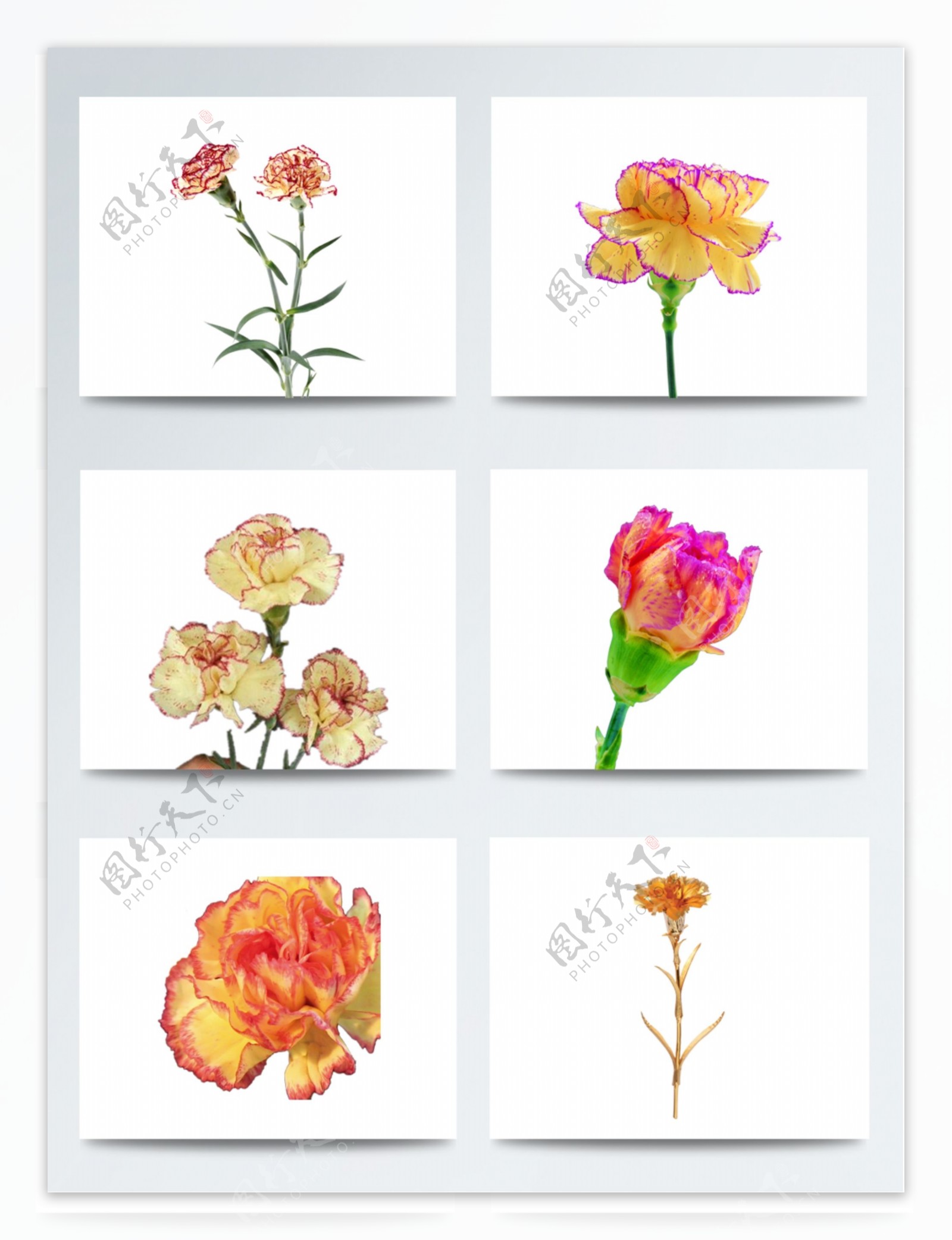 康乃馨花朵图片元素