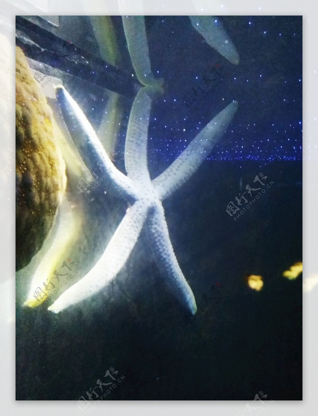 海底世界海星