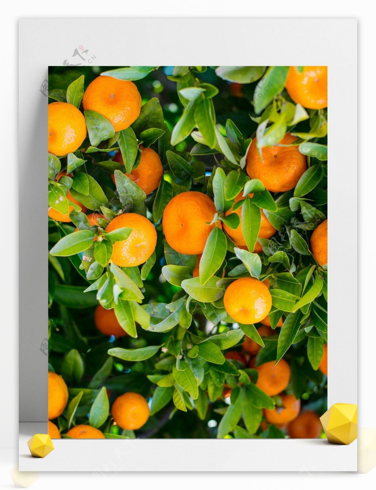 高清橘子树背景素材