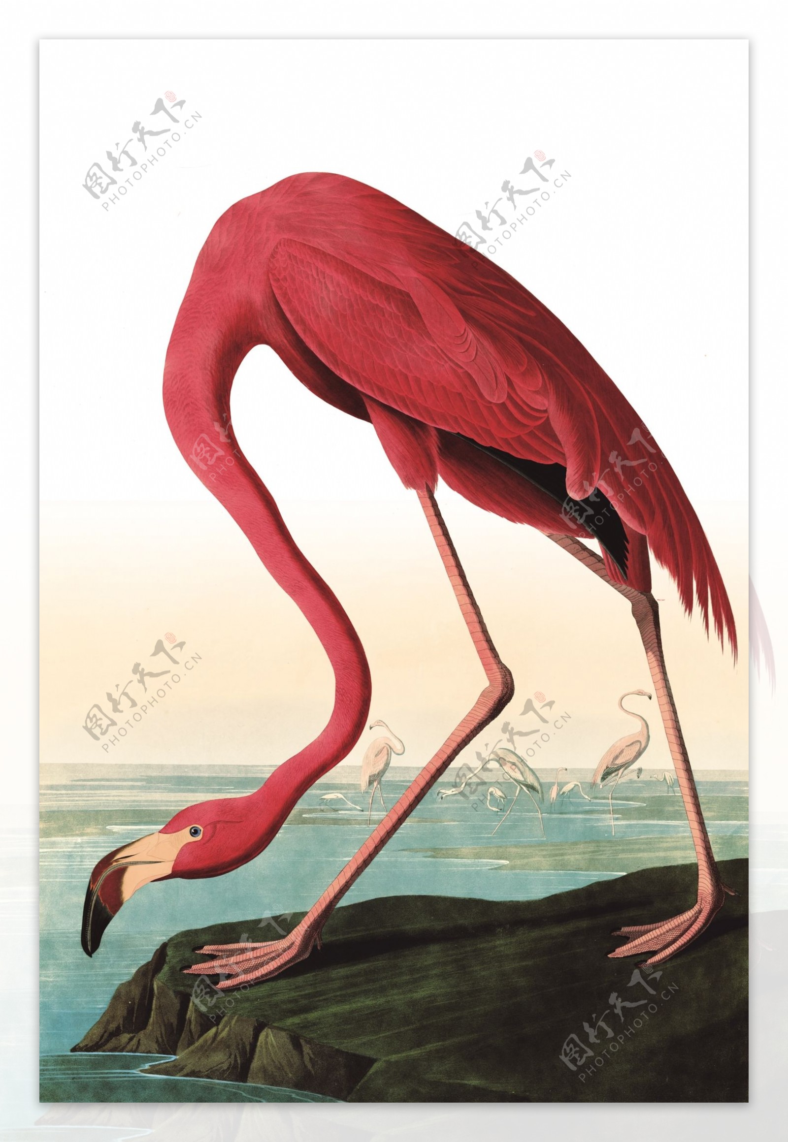 红色动物丹顶鹤画