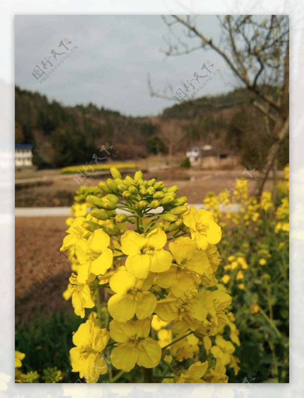 油菜花