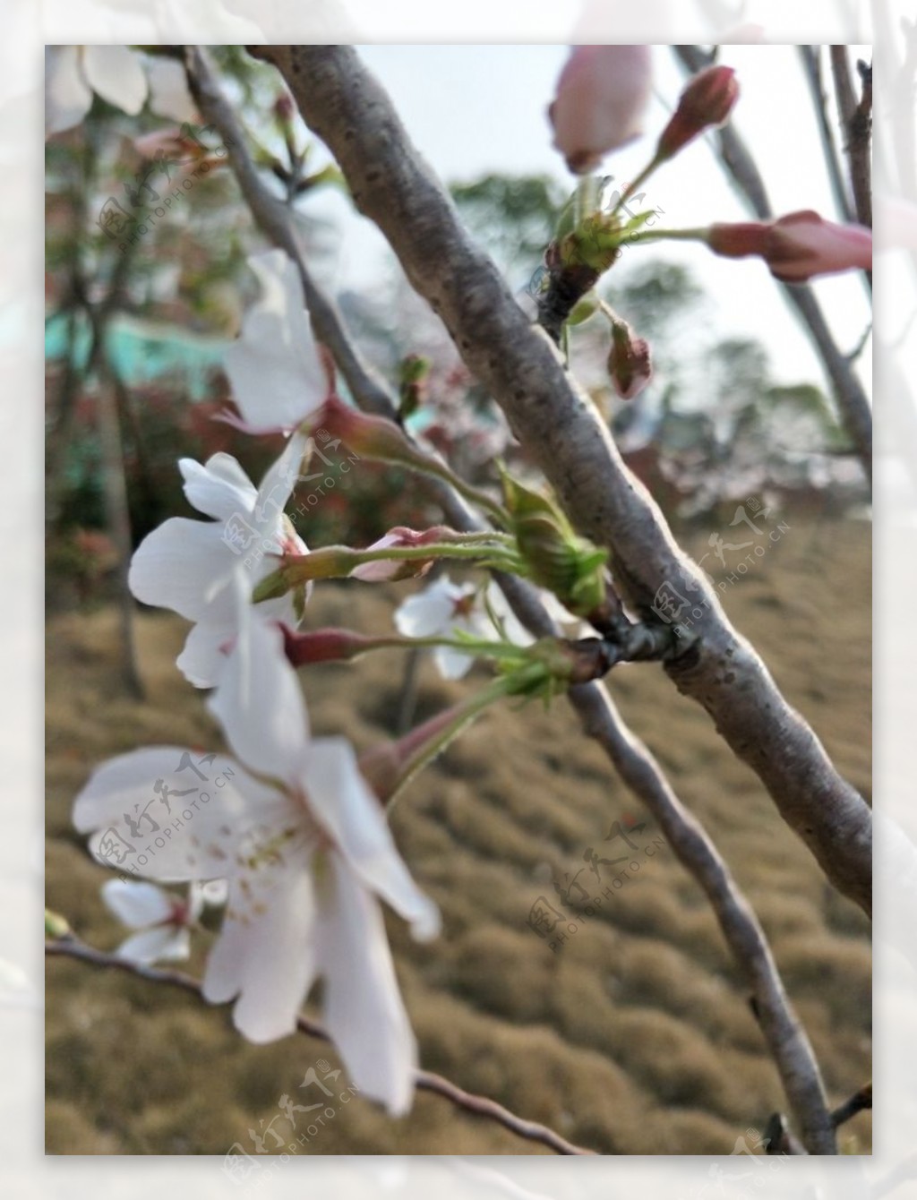 樱花盛开的樱花樱花观赏樱