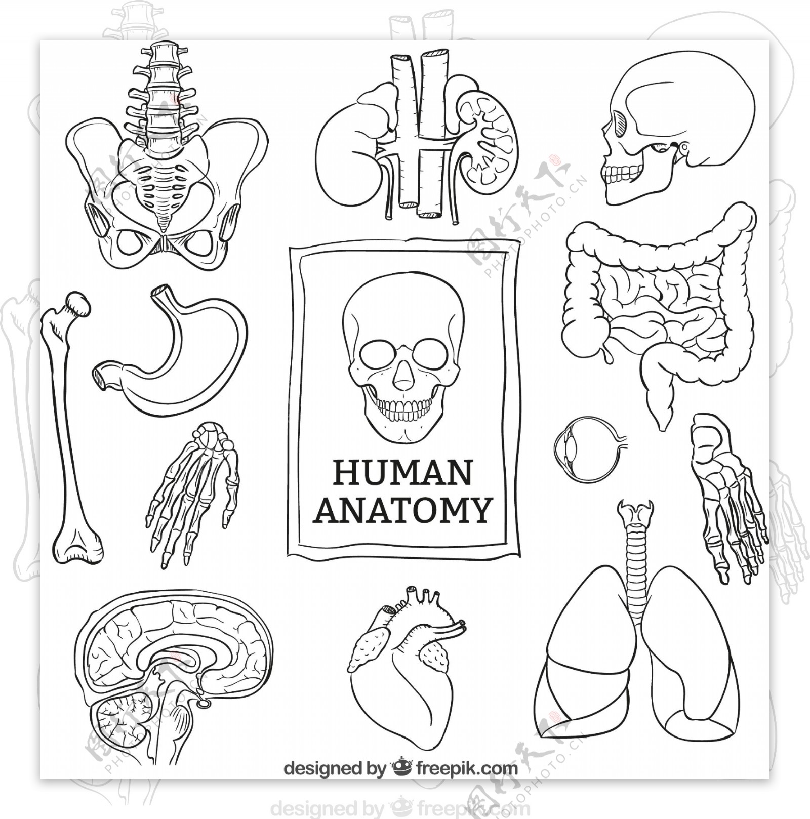 人体解剖学背景