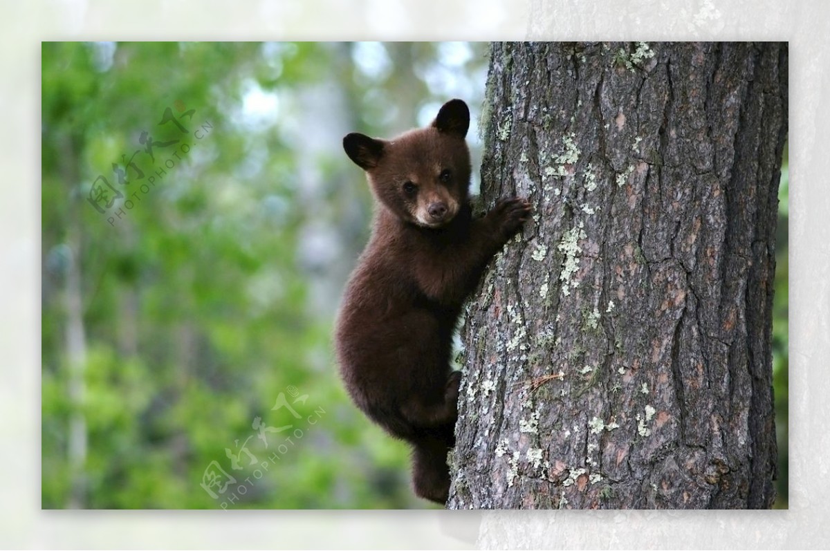 爬树的小熊