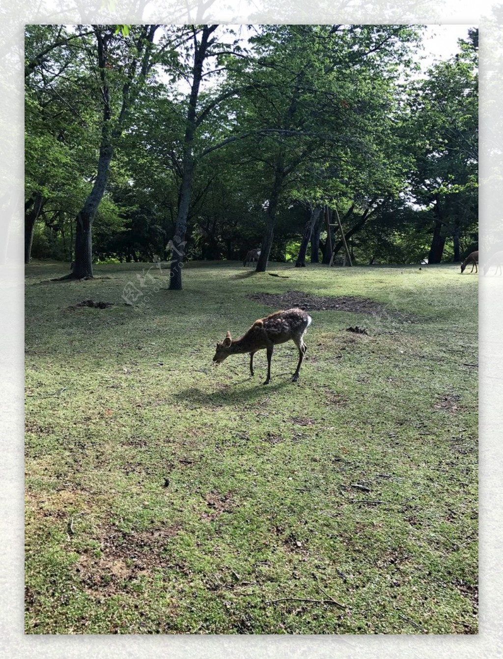 奈良小鹿