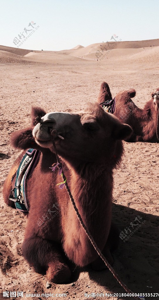 巴丹吉林沙漠的骆驼