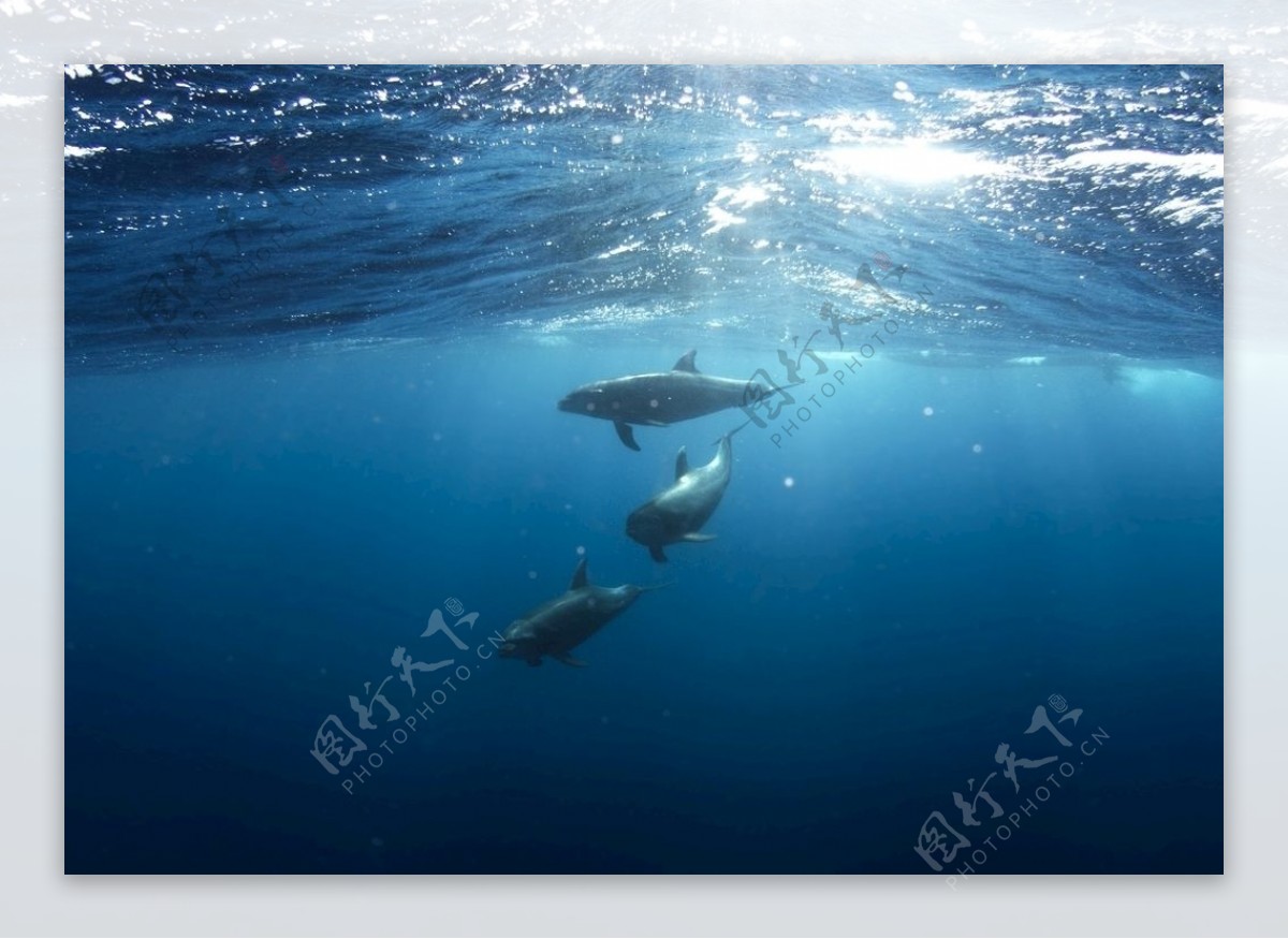 三只海豚水下摄影