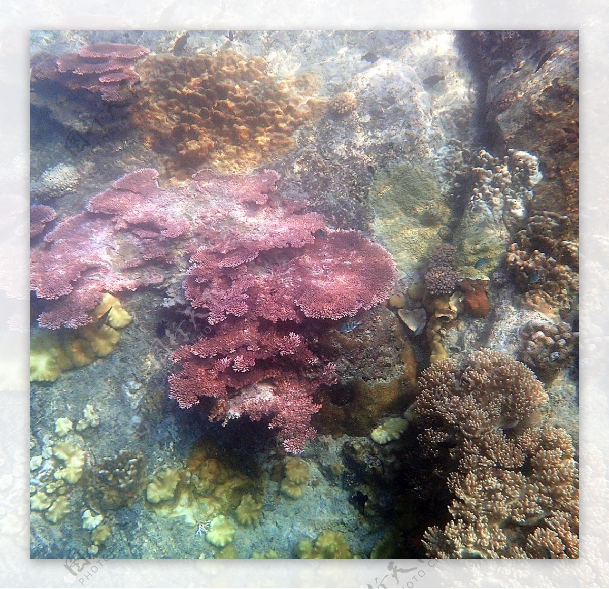 美丽珊瑚