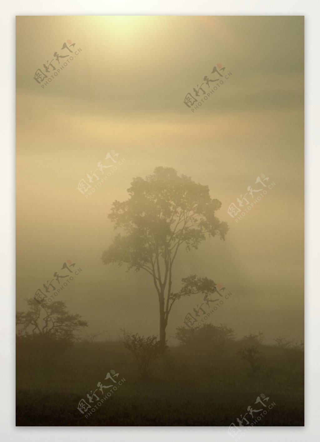 晨雾中的树木