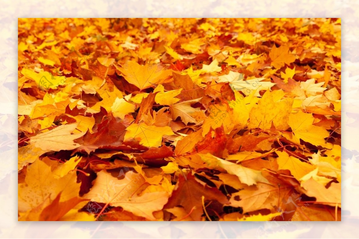 秋天落满了树叶的地上摄影