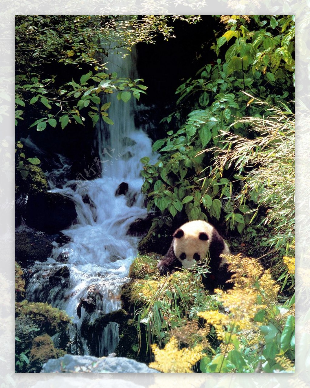 熊猫栖息地
