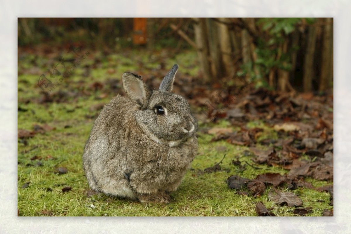 桌布 灰兔，野兔，草，陽光 1920x1200 HD 高清桌布, 圖片, 照片