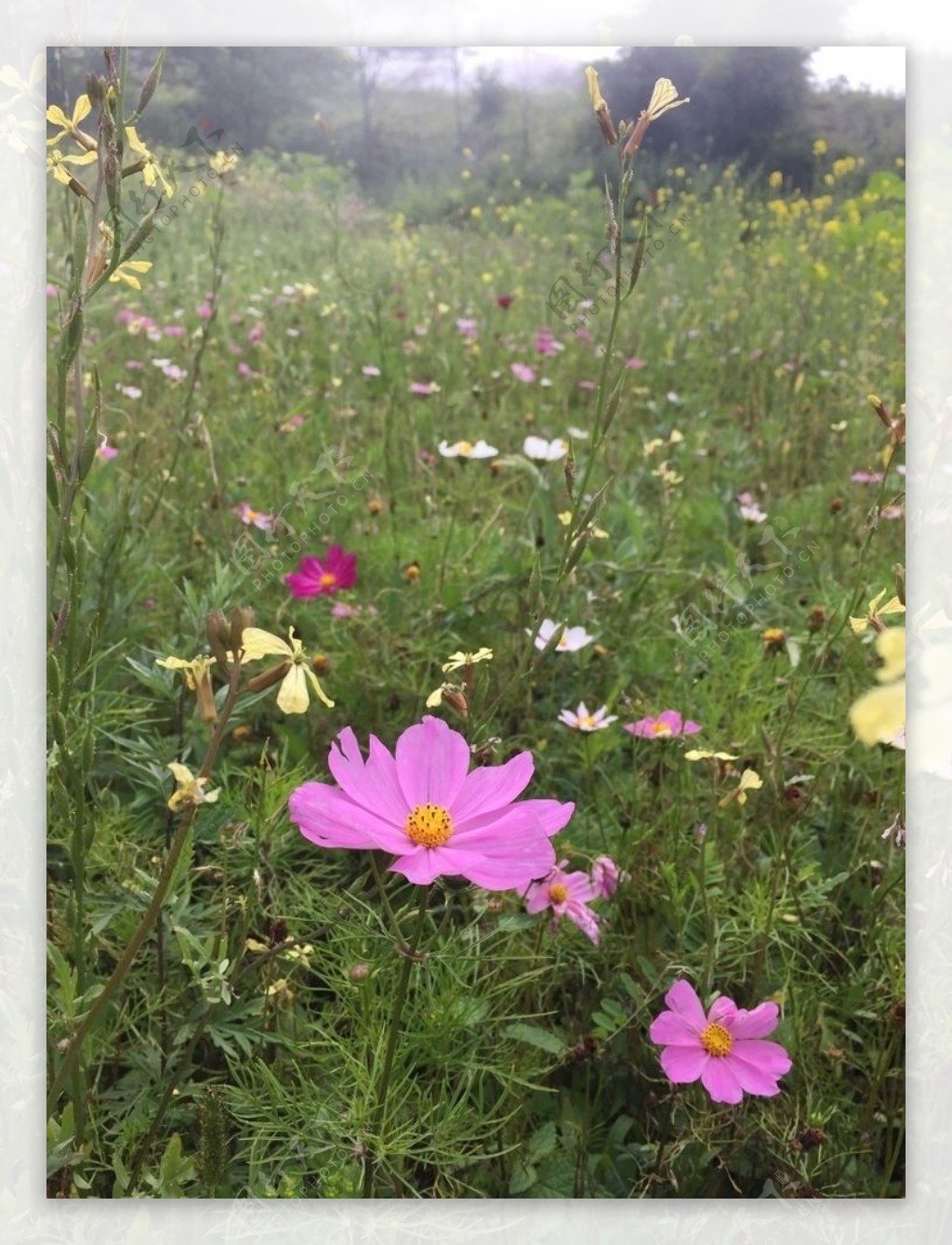 野花花花