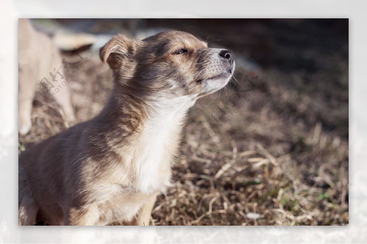 狗犬类宠物摄影