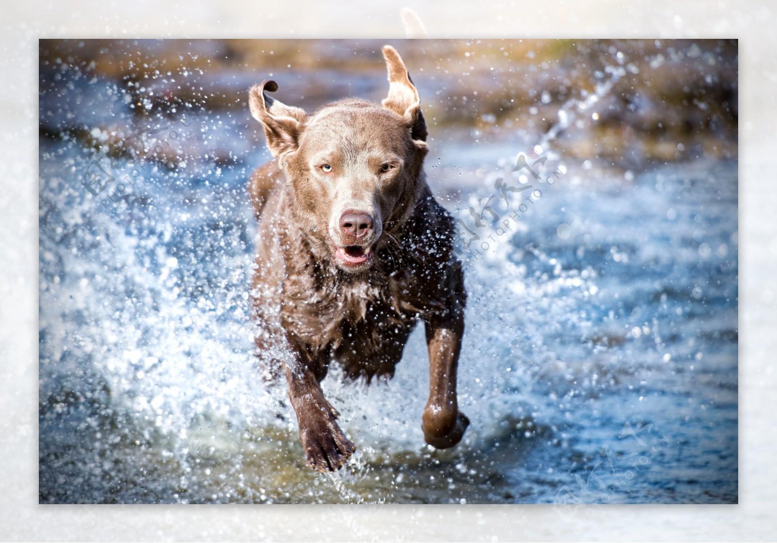 水中奔跑的狗