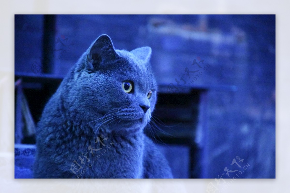 大胖蓝猫宠物动物