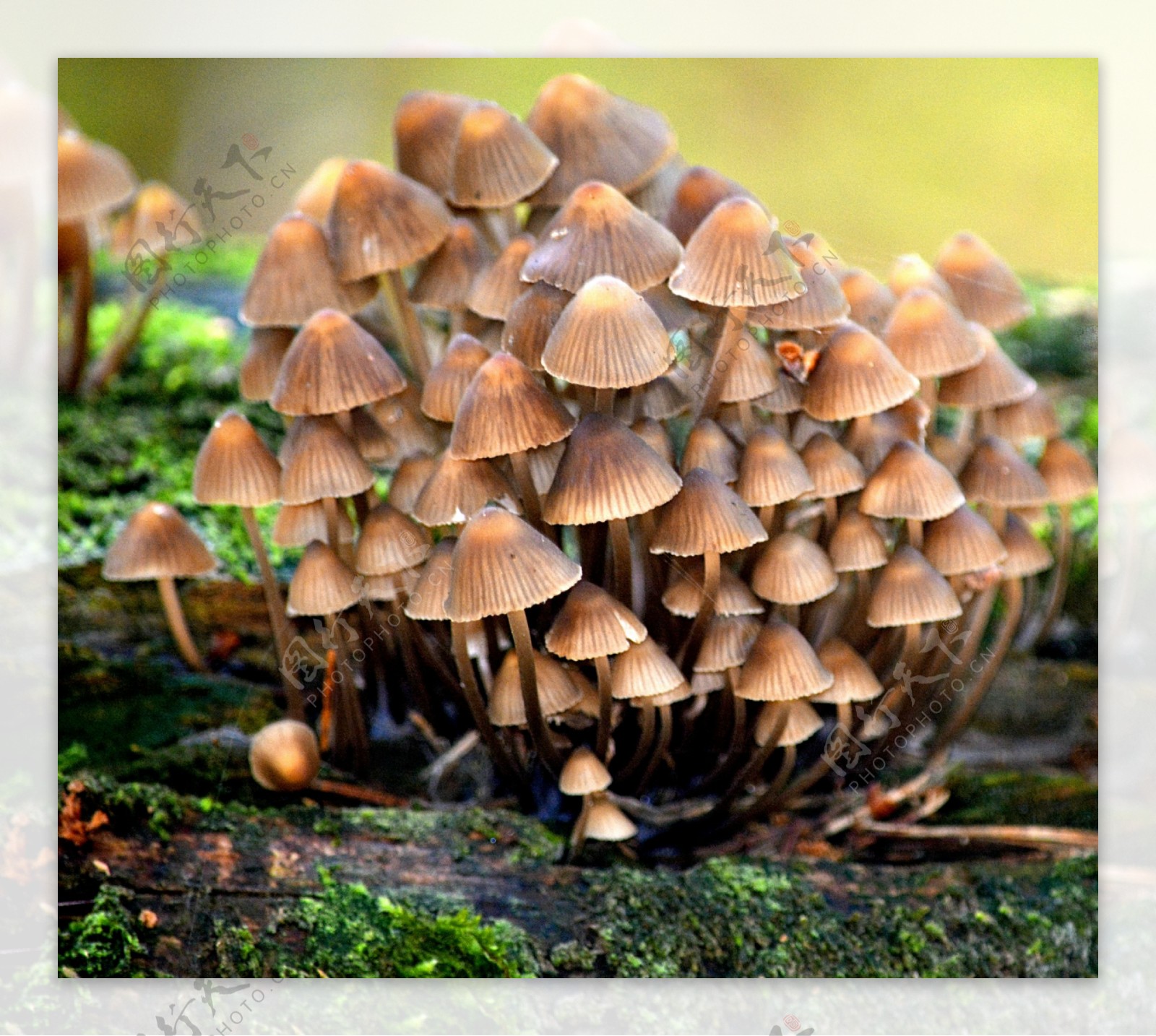 自然小蘑菇