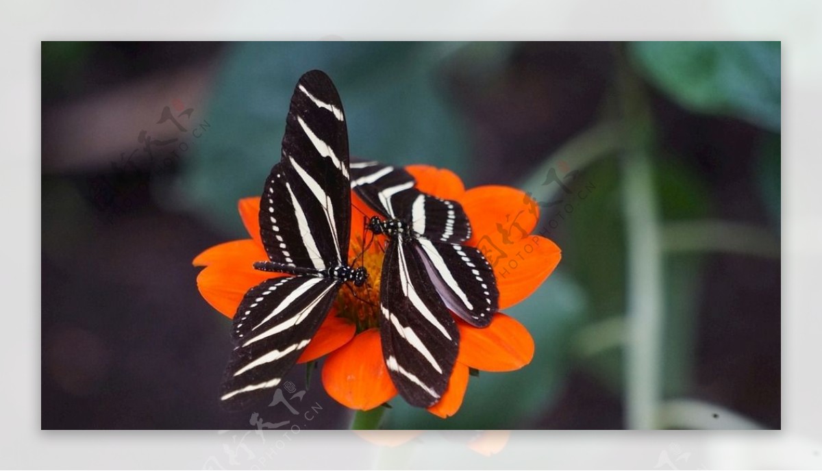 彩色的蝴蝶飞虫摄影