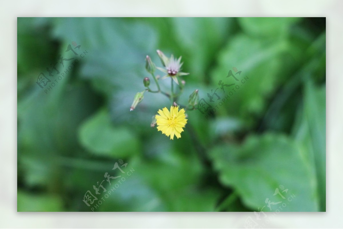 黄鹌菜