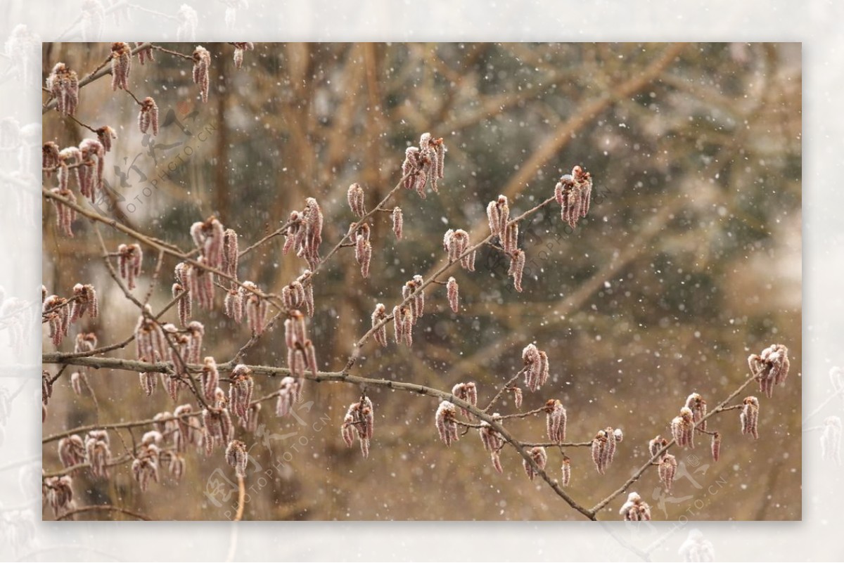 飘雪杨树花