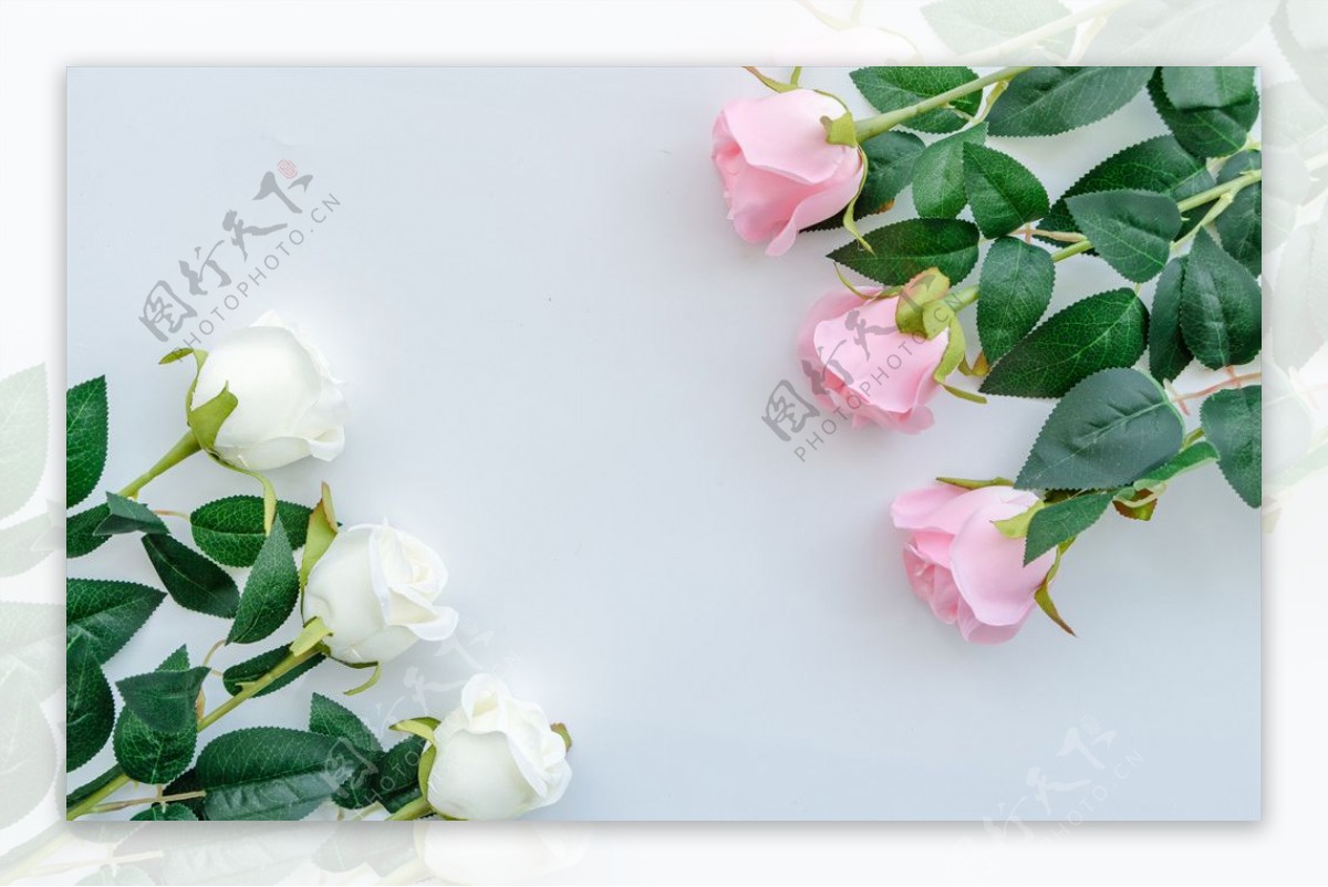 白玫瑰和粉玫瑰