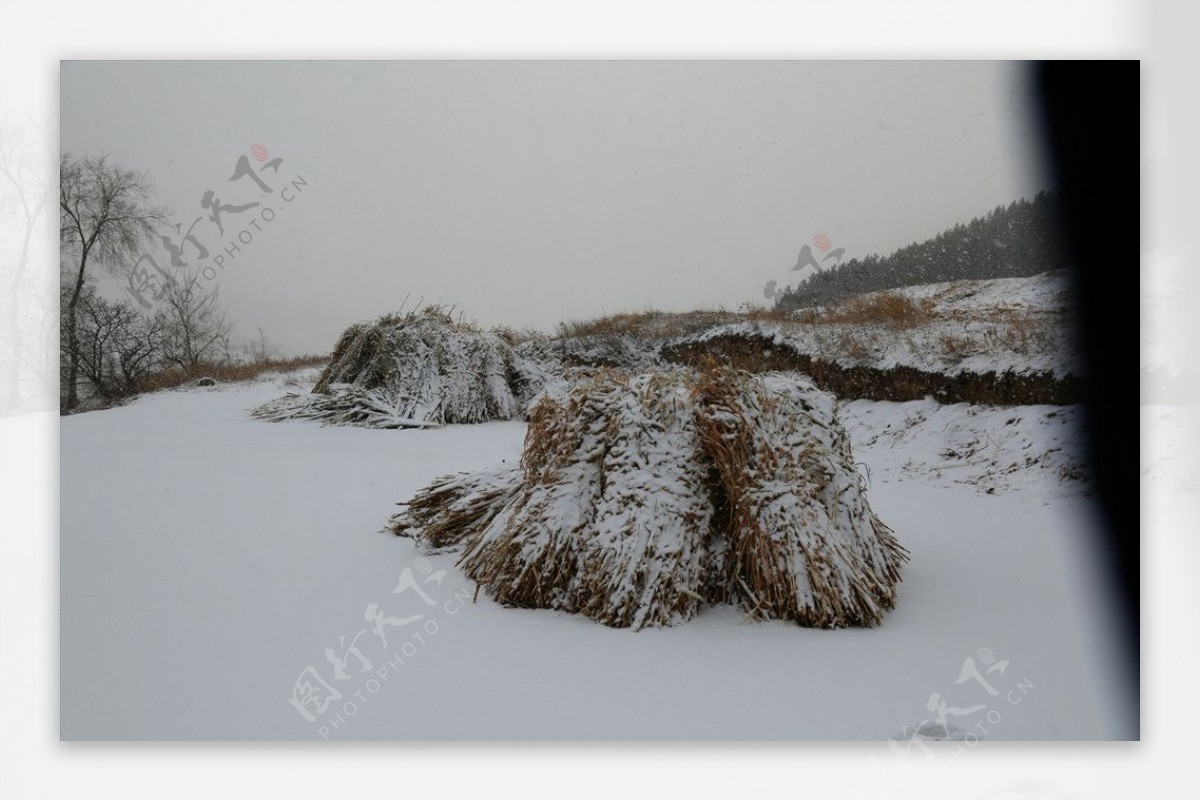 雪中的柴堆