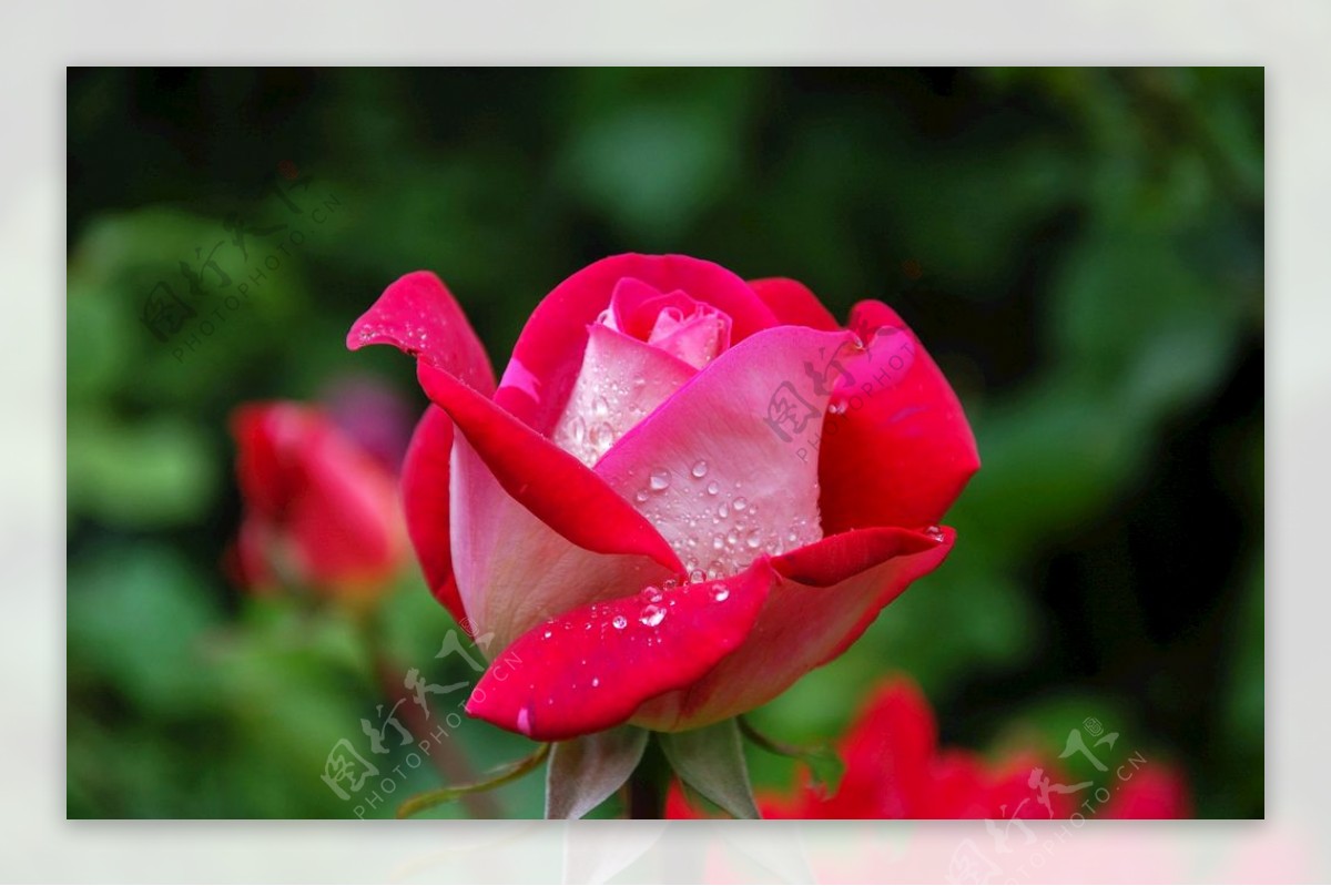 含苞欲放的鲜红玫瑰花
