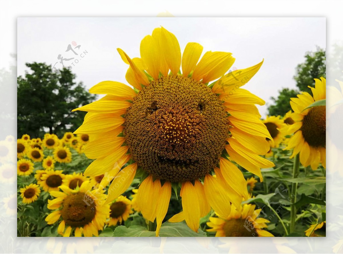 微笑的向日葵 库存图片. 图片 包括有 乐趣, 花瓣, 相当, 绿色, 开花, 庭院, 植物群, 唯一, 蓝色 - 37453217