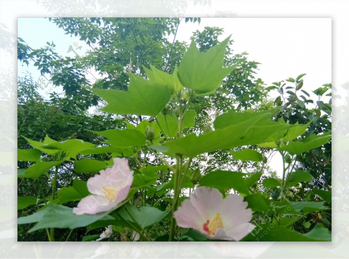 木槿花丛