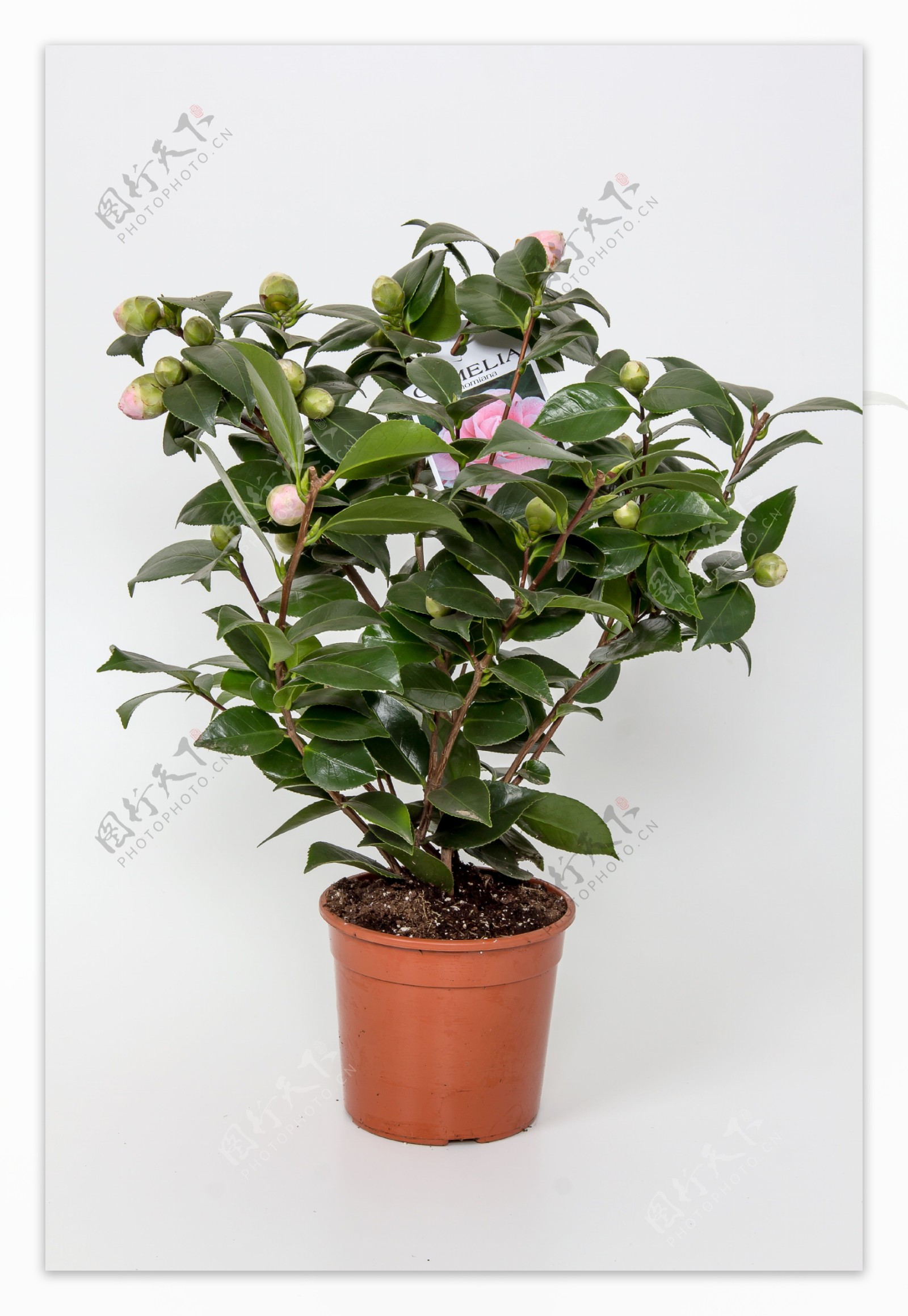 粉色茶花盆栽