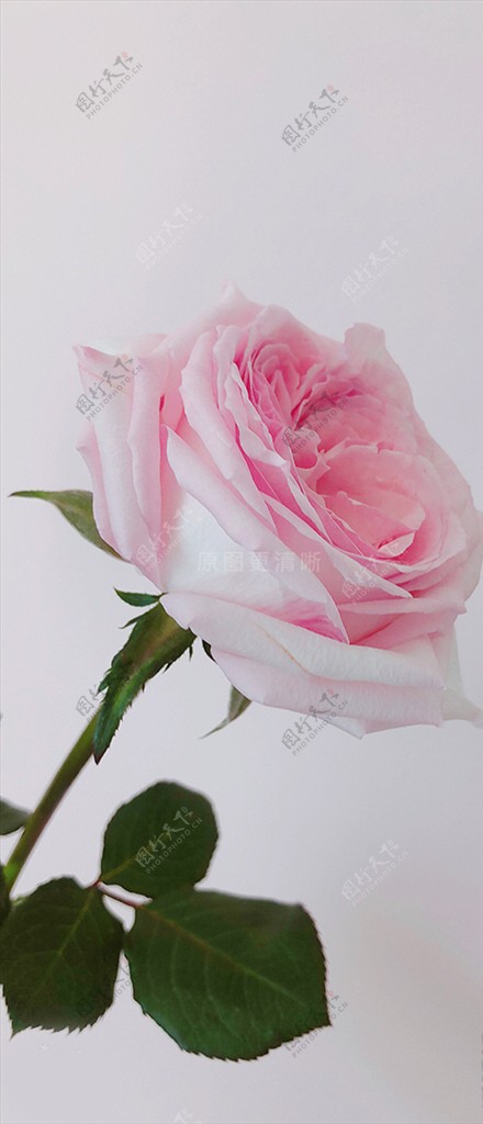 玫瑰粉荔枝鲜花摄影
