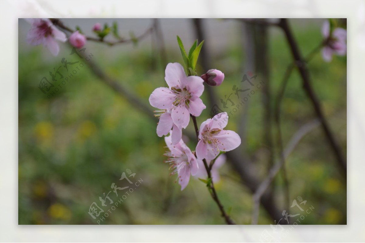 美丽的桃花