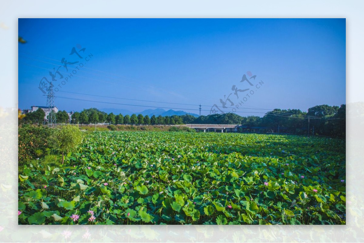 荷花池塘