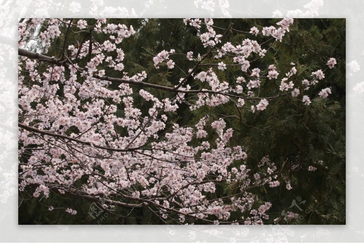 初春山桃花