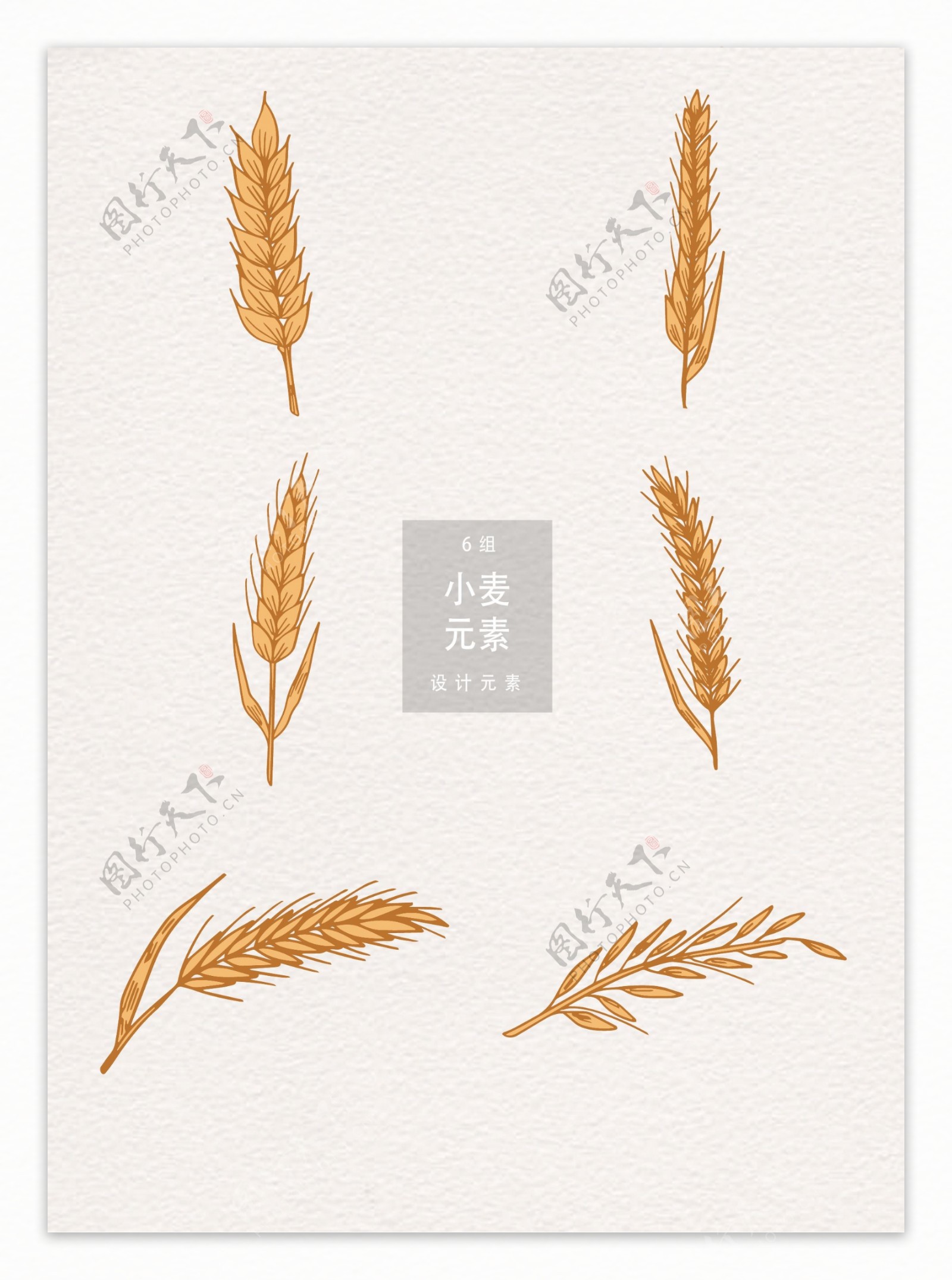 手绘小麦设计元素