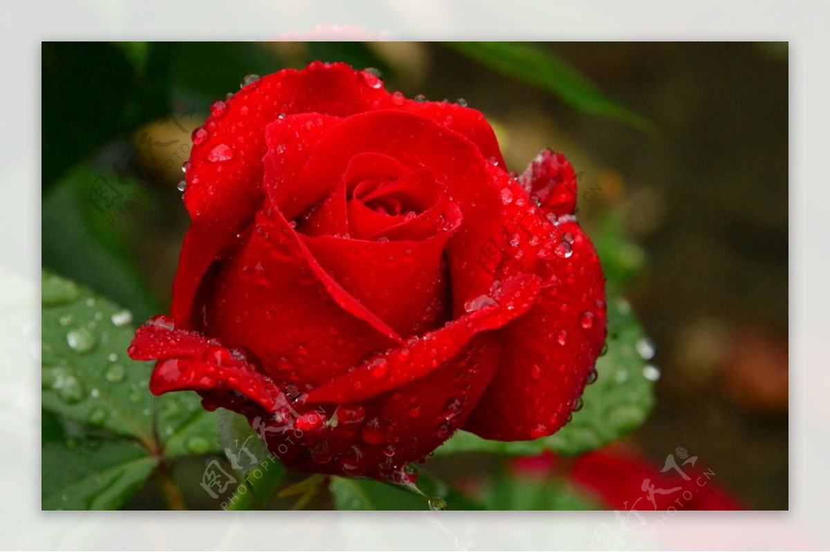 雨露月季花