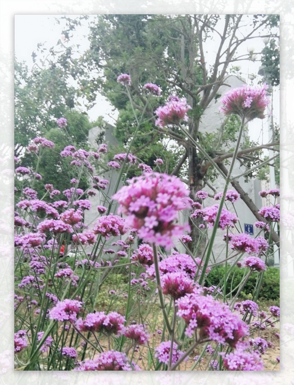 马鞭草紫色小花