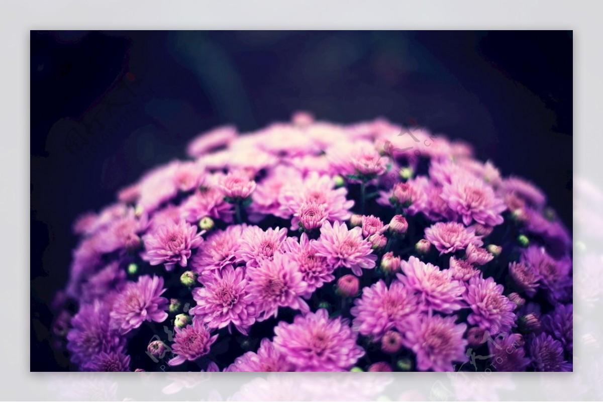 紫菊花束