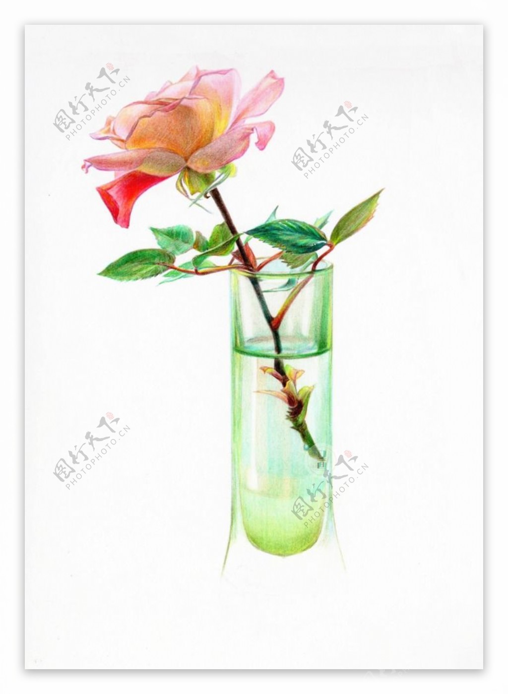 彩铅玫瑰花玻璃杯组合