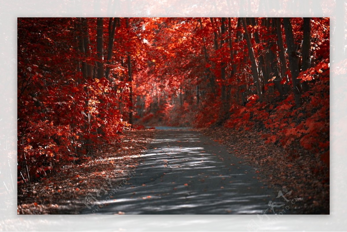 秋天红色树林风景