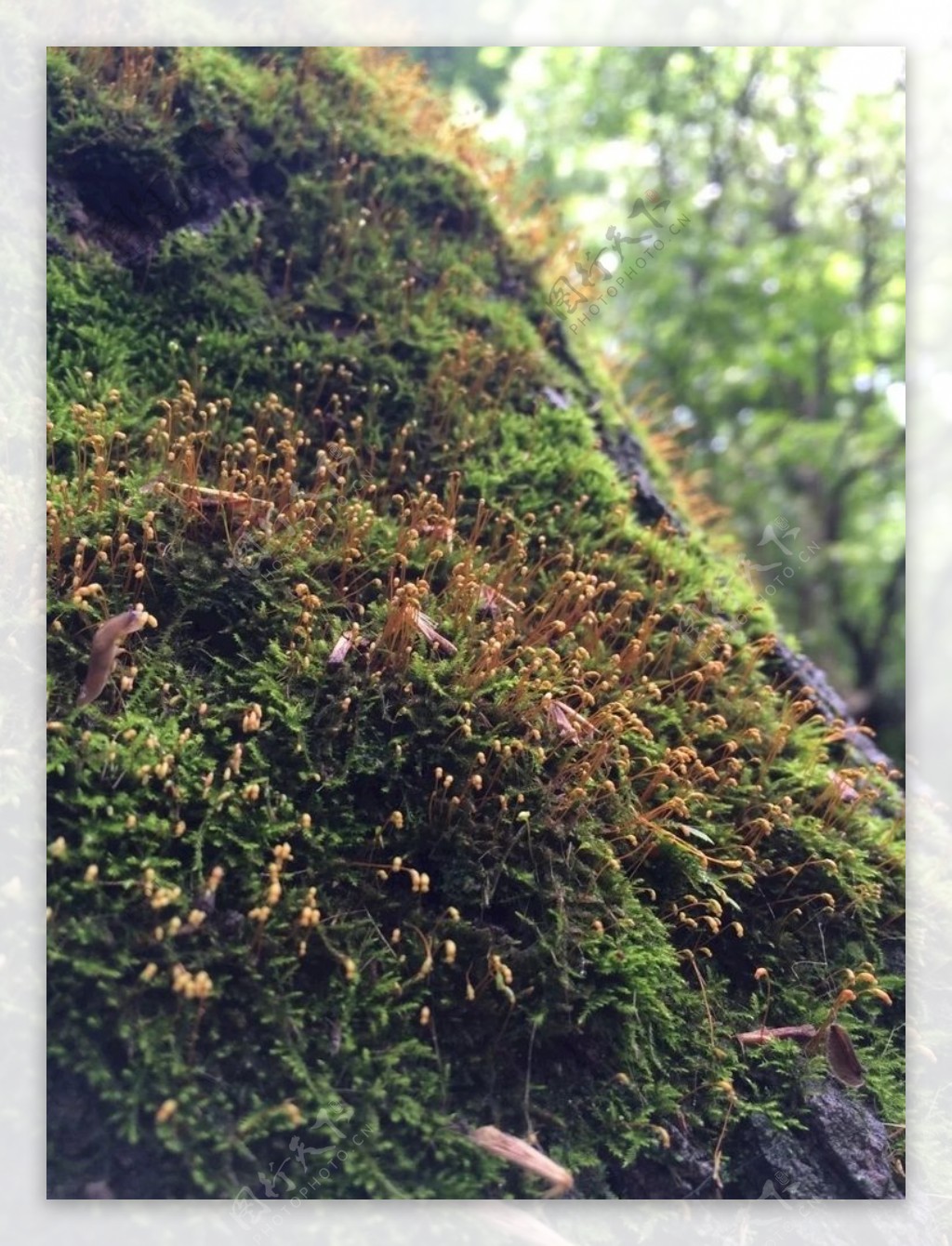 苔藓小植物小世界