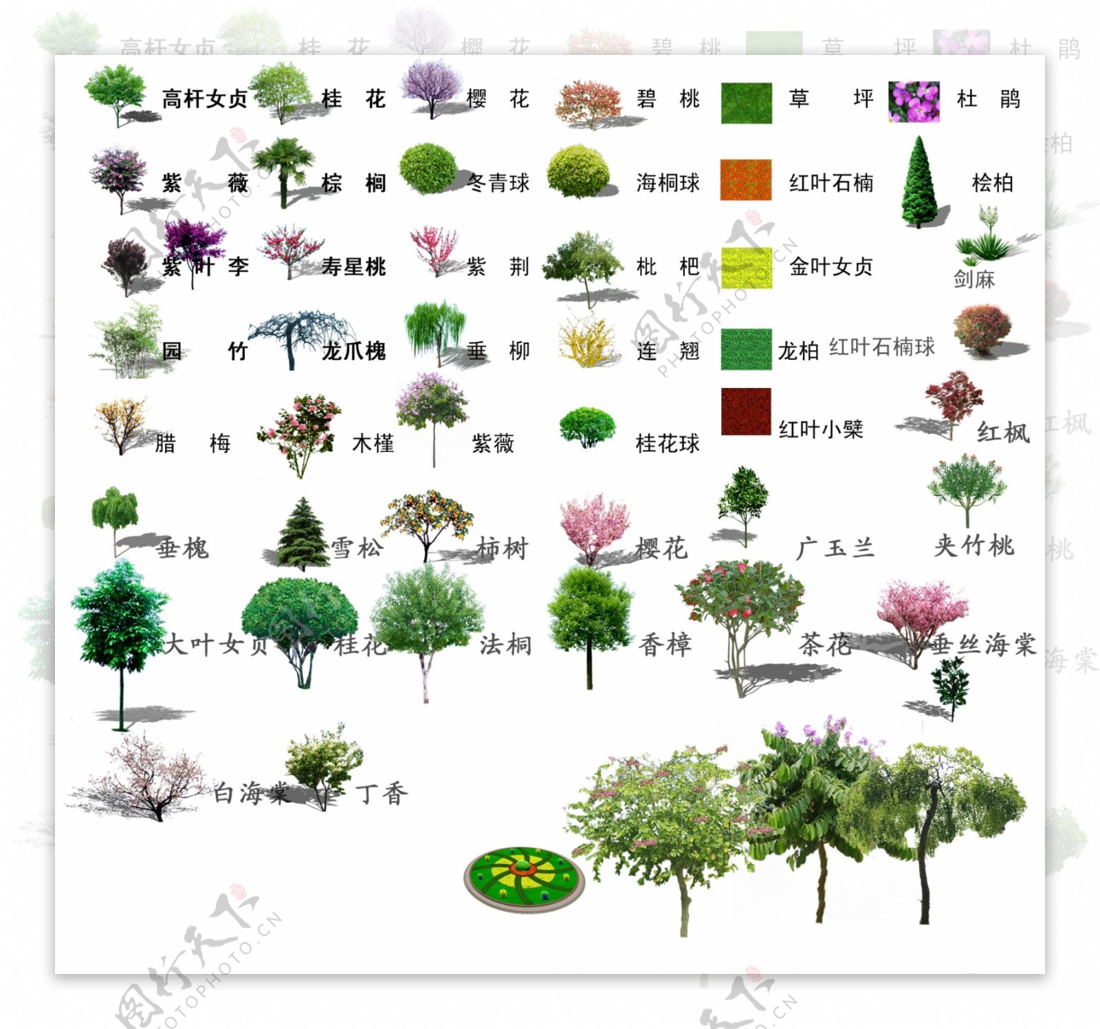 效果图素材植物很多的植物小乔木