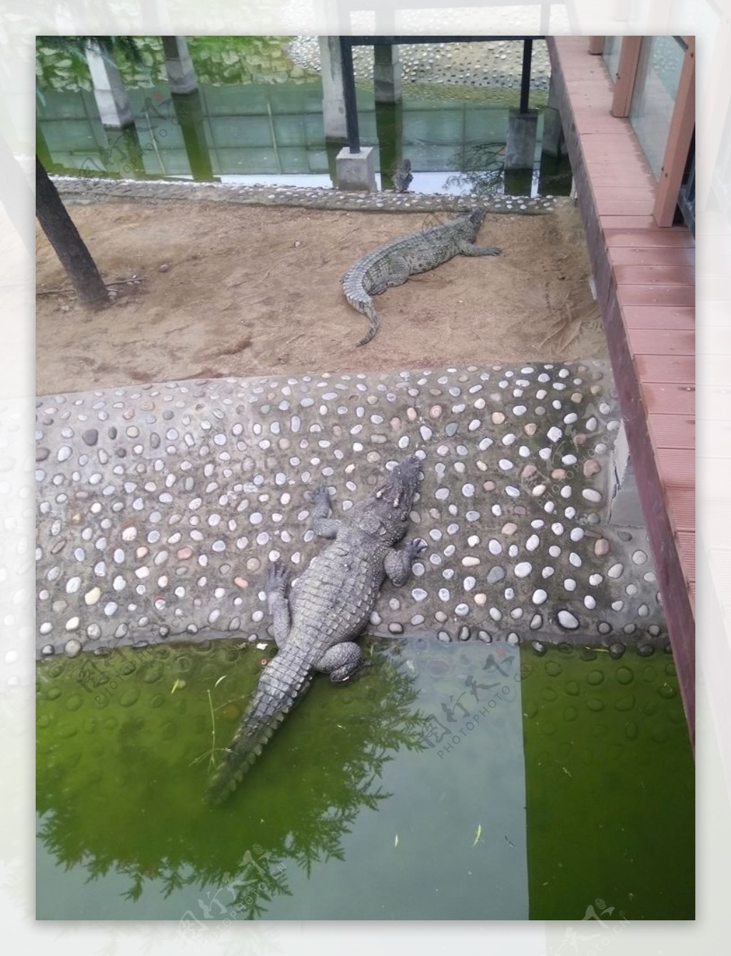 石家庄动物园鳄鱼
