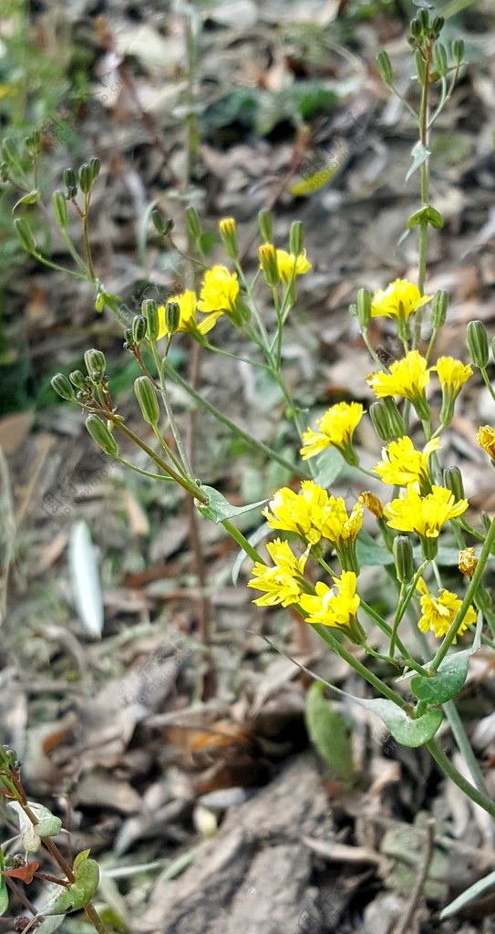 小黄花