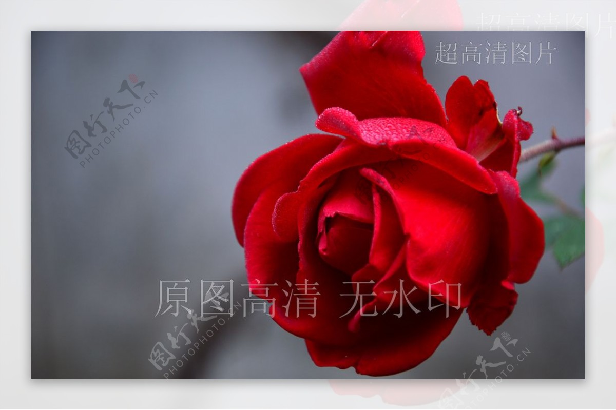 高清摄影鲜花绽放红玫瑰