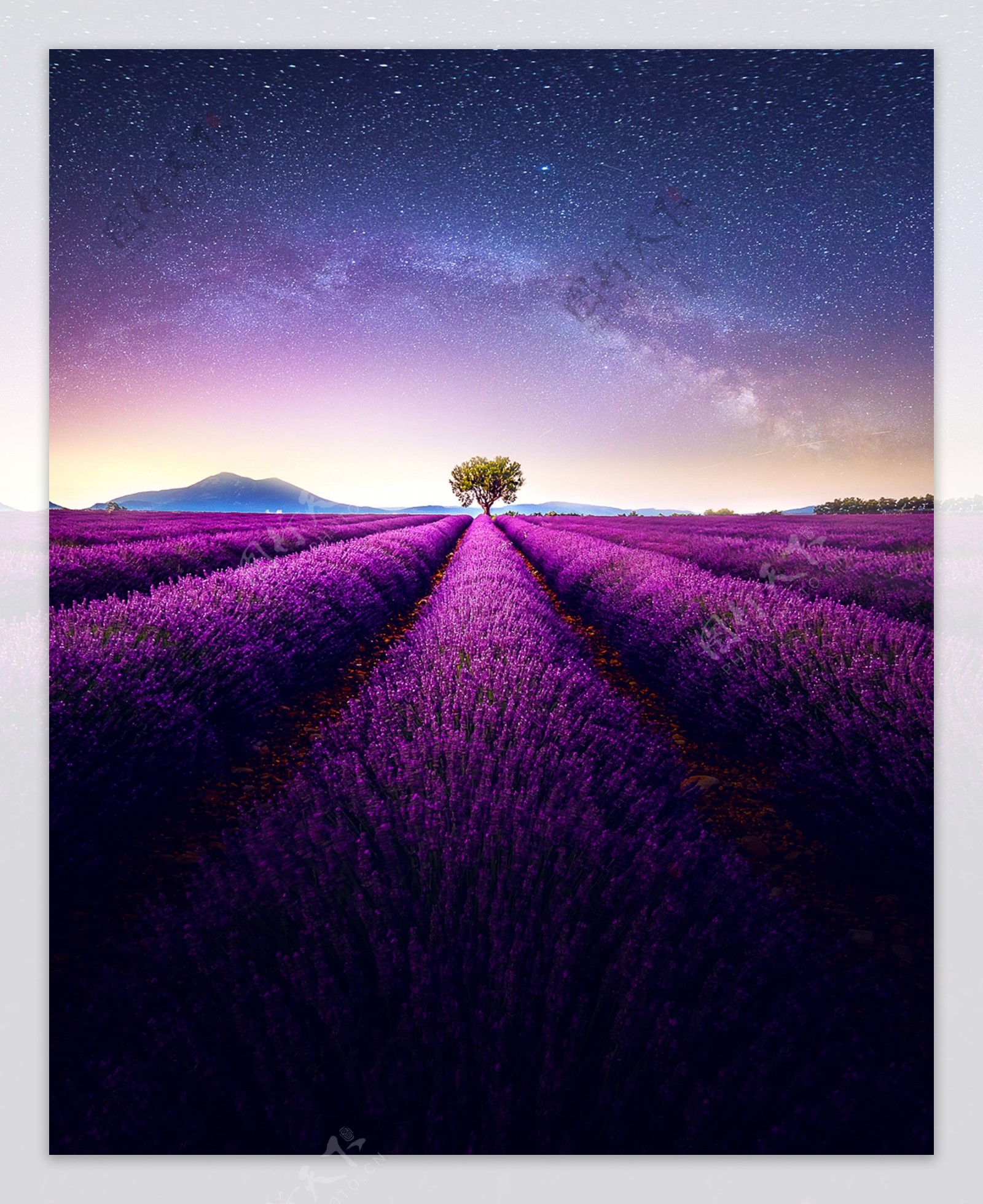 紫色花田