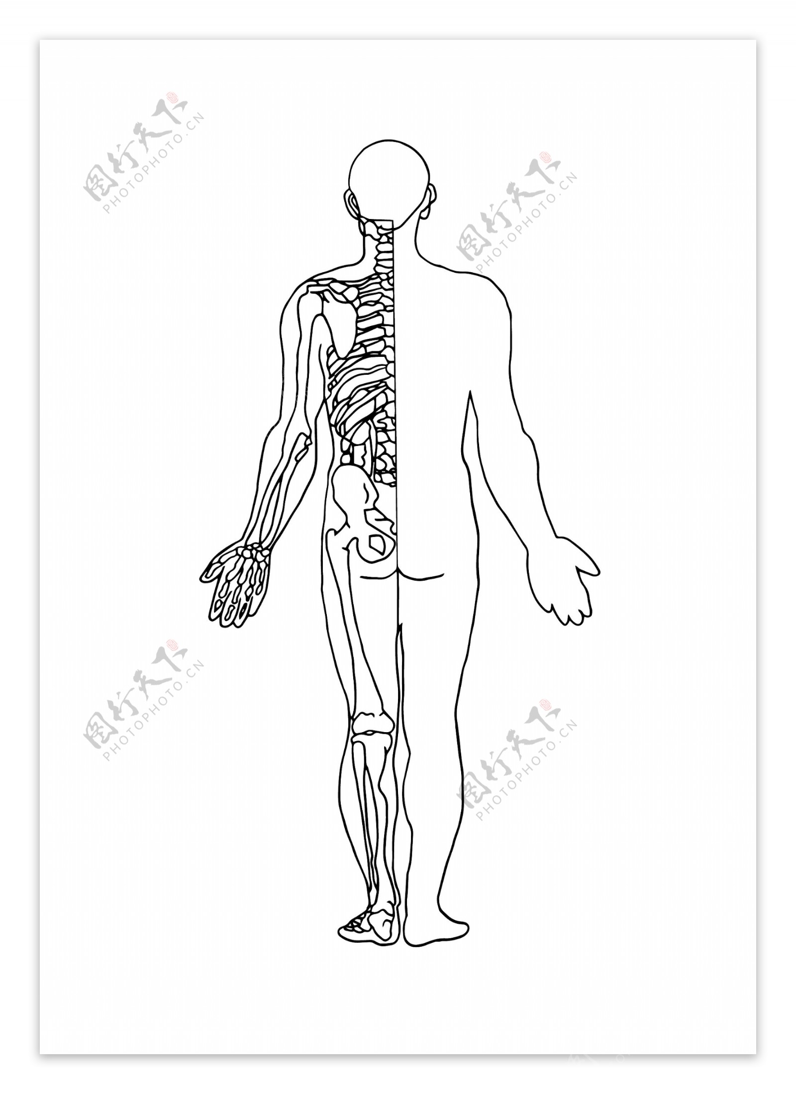 手绘黑白线条人体骨骼图背面