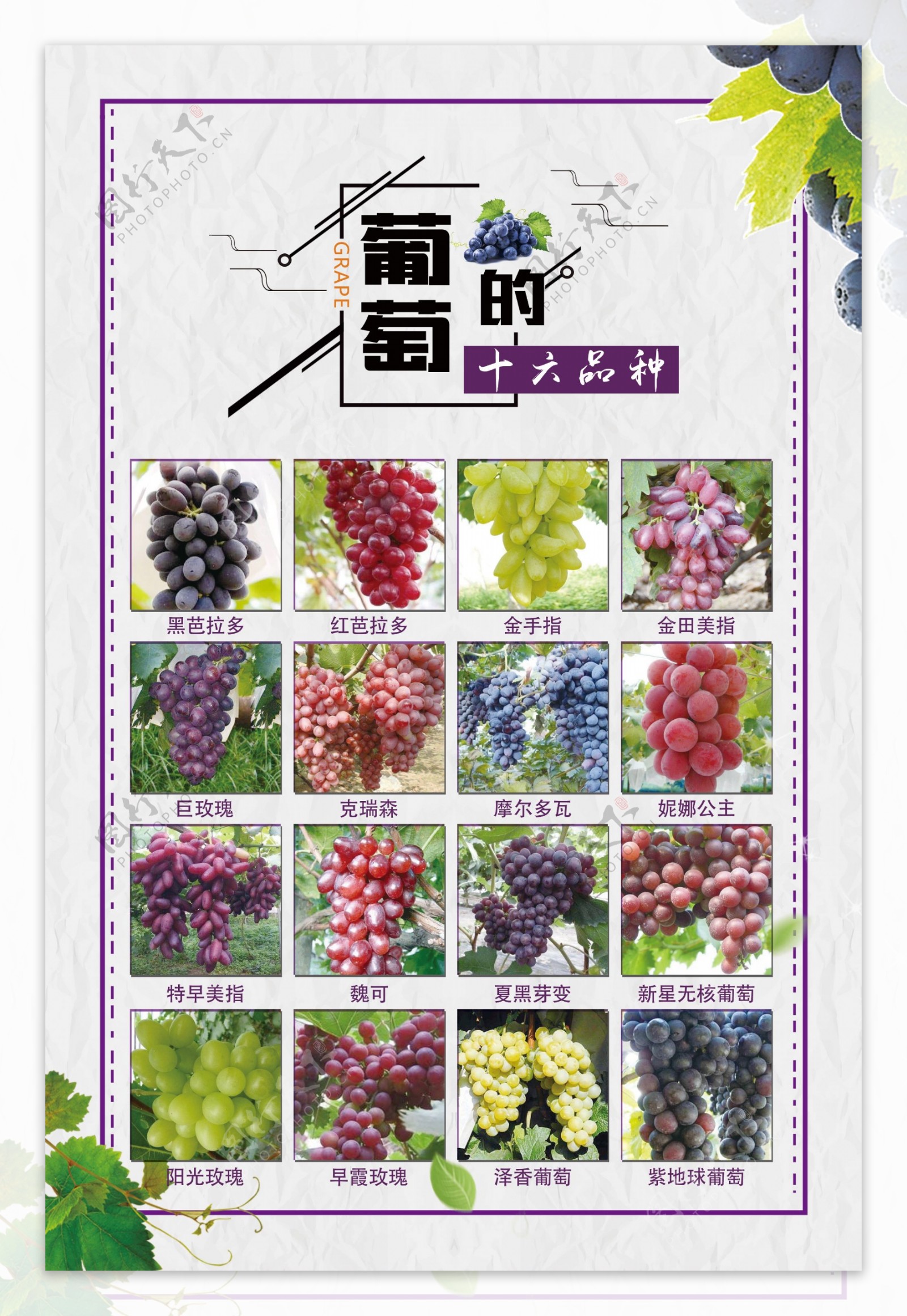 葡萄的十六种品种