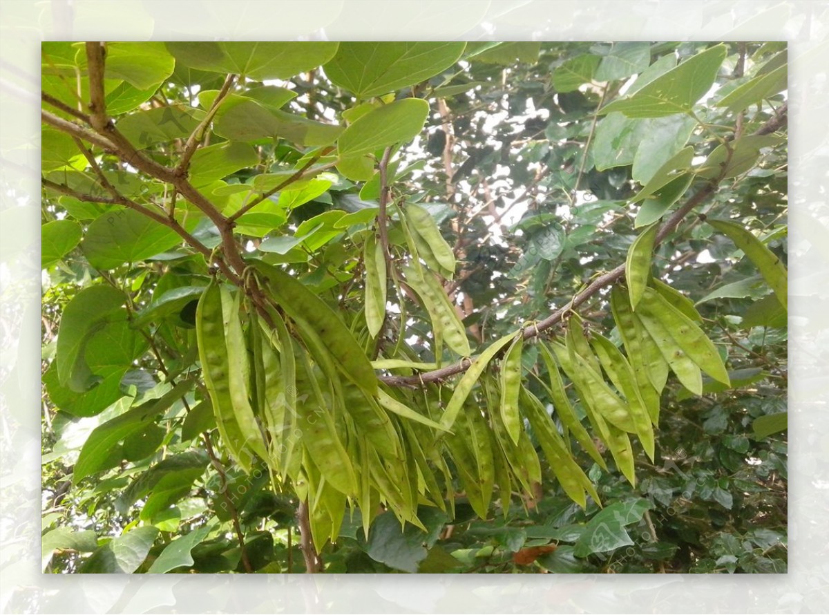 皂荚-神农架植物-图片